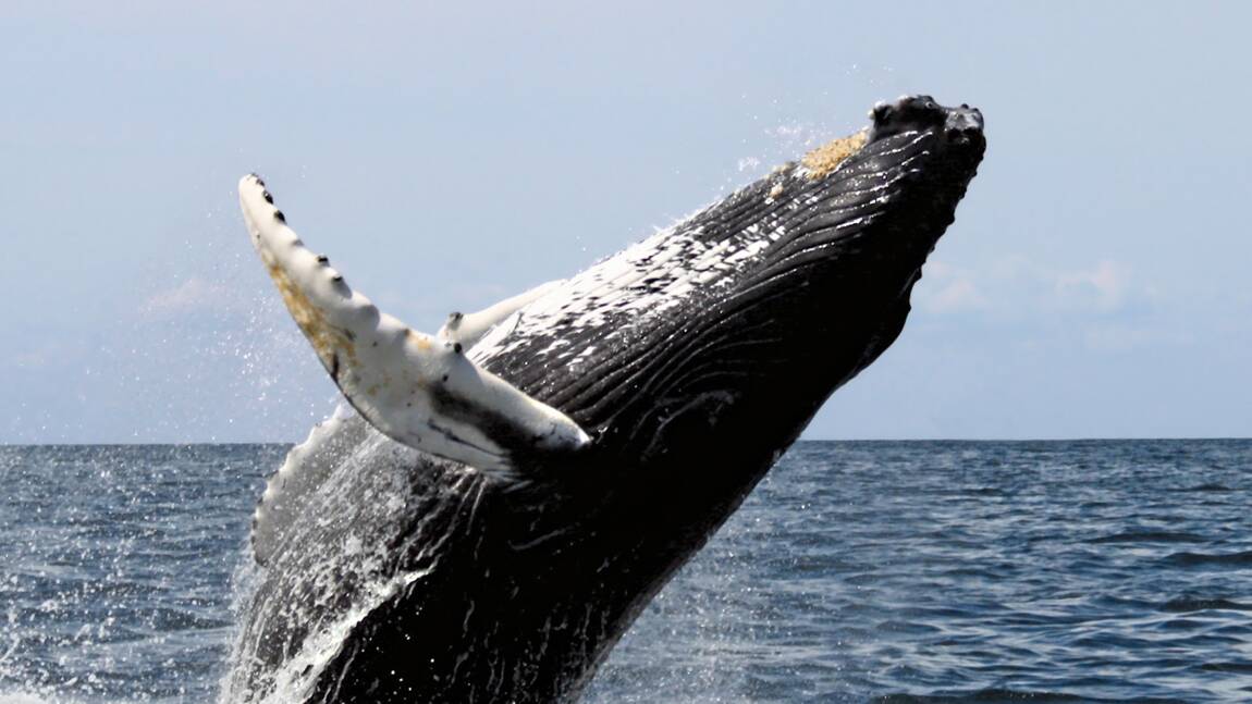 Cinq choses à savoir sur les baleines à bosse