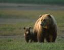 Trump autorise la chasse dans des réserves protégées en Alaska