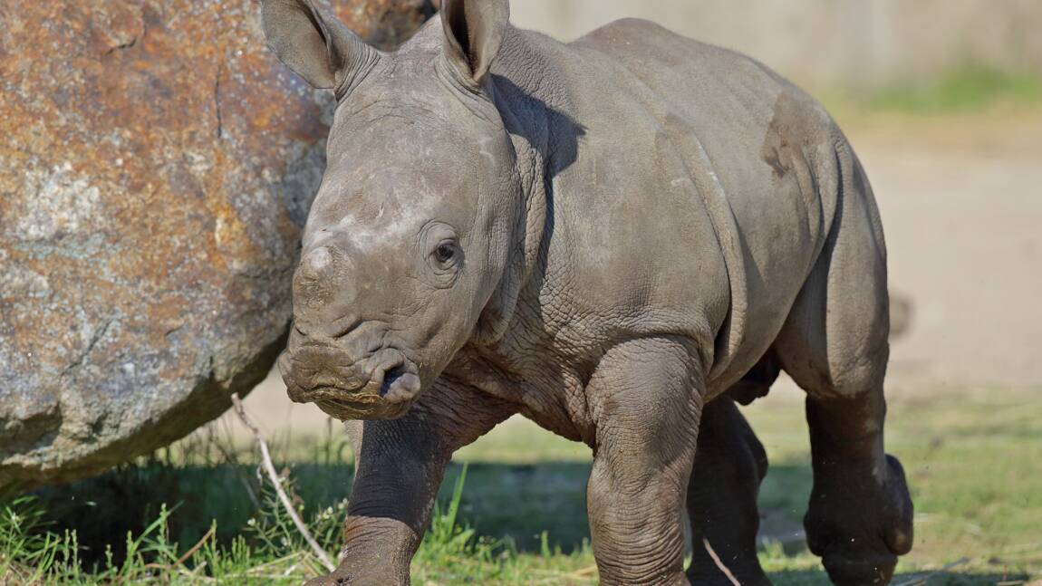 Un nouveau rhinocéros au zoo de Thoiry, un an après le braconnage de Vince