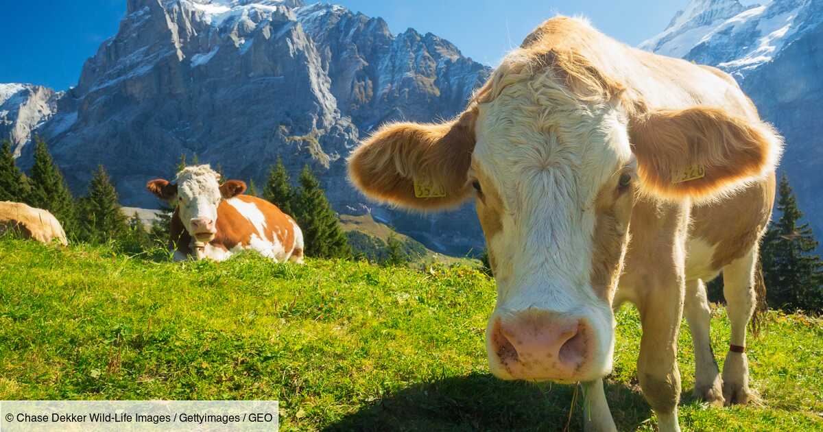 Les vaches sontelles à un tournant de leur histoire ? Geo.fr Les vaches sontelles à un tournant de leur histoire ? Geo.fr