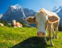 Les vaches sont-elles à un tournant de leur histoire ?