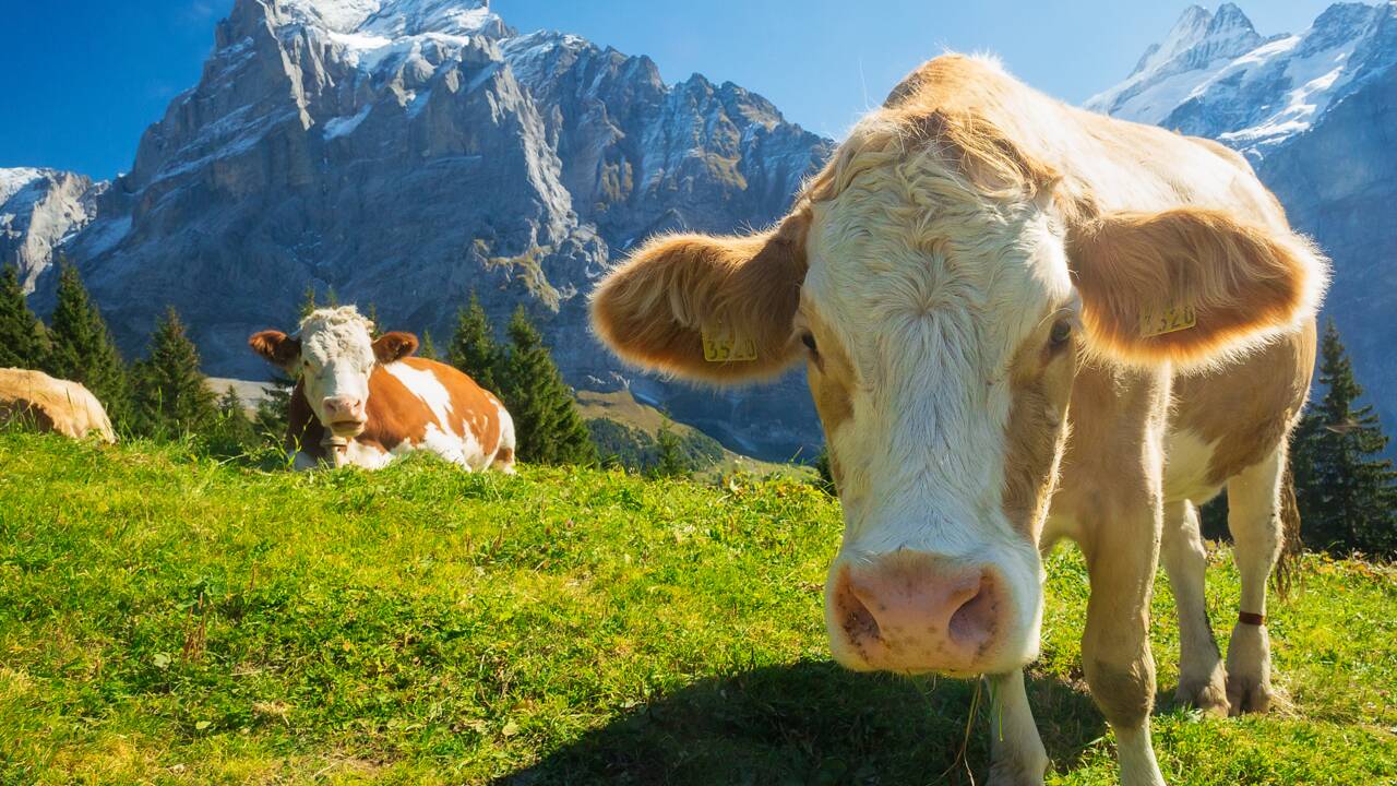 Les vaches sont-elles à un tournant de leur histoire ?