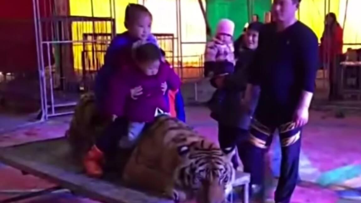 VIDÉO - Un tigre ligoté dans un cirque chinois pour le plaisir des visiteurs