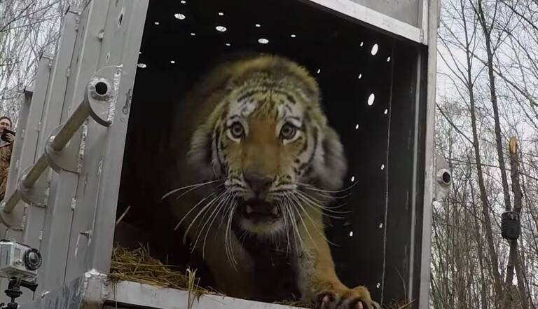 Video Une Tigresse De Siberie Retrouve La Liberte Geo Fr