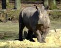 Un rhinocéros blanc abattu par des braconniers au zoo de Thoiry