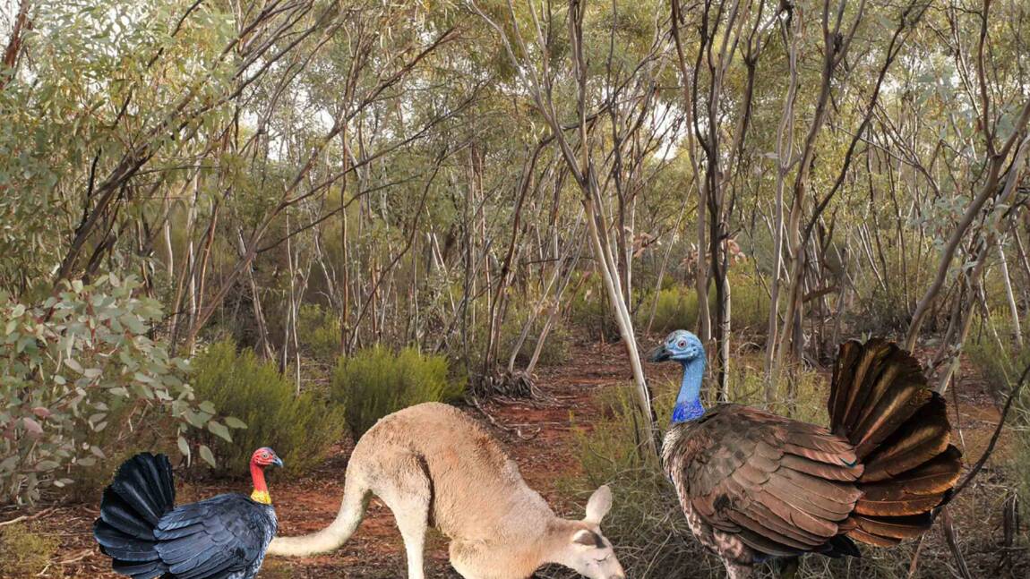 En Australie jadis vivait un dindon grand comme un kangourou