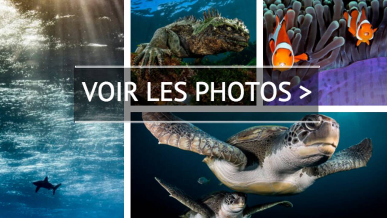 15 photos sous-marines étonnantes