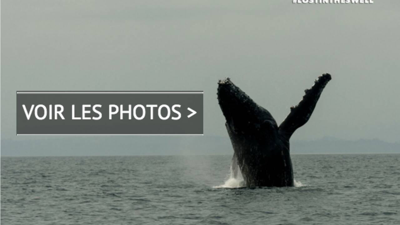 Danse avec les baleines dans les eaux du Gabon