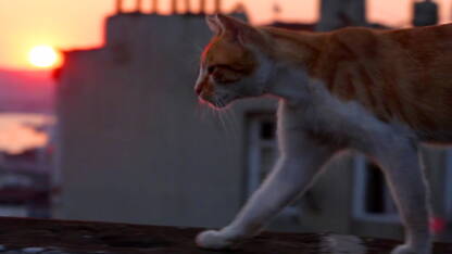 Ces Chats Stars Du Web Geo Fr