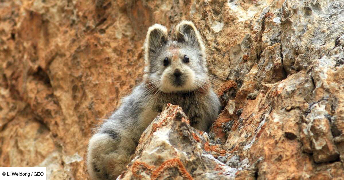 site web rencontre animaux