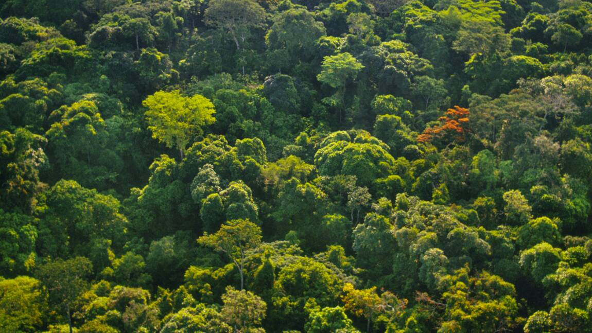 La "REDD", ou comment encourager la préservation des forêts