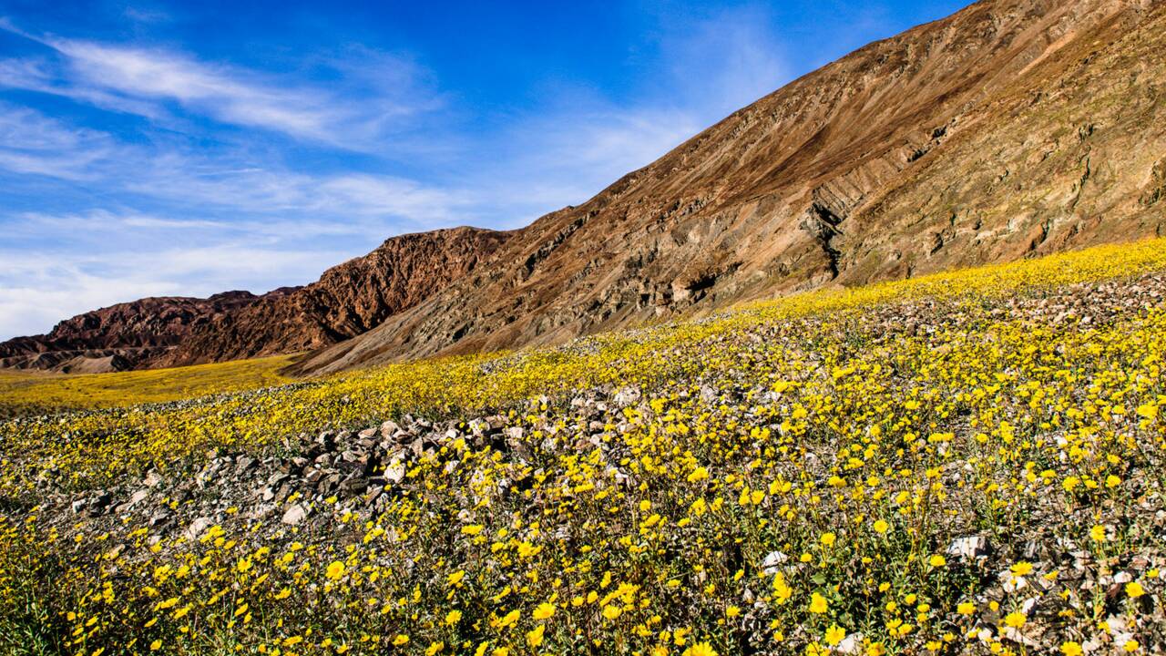 Quand des fleurs sauvages tapissent la Vallée de la Mort