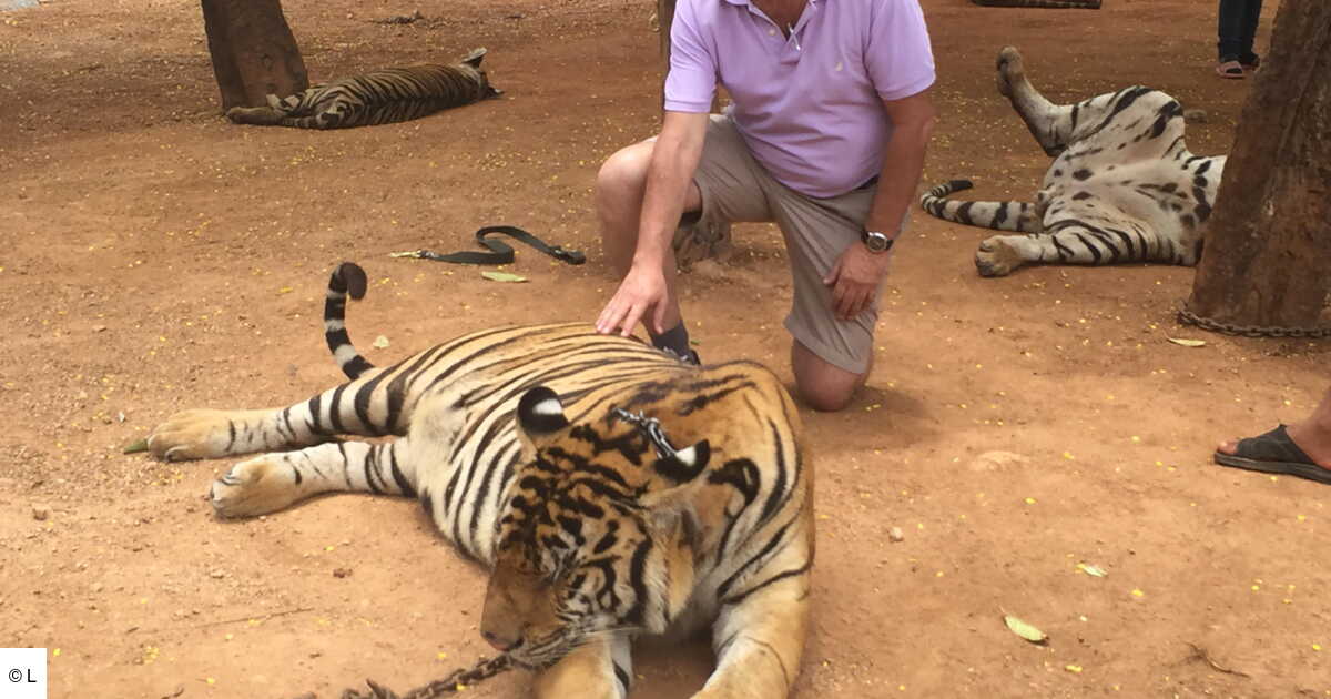 Immersion Dans Le Tres Controverse Temple Des Tigres En Thailande Geo Fr
