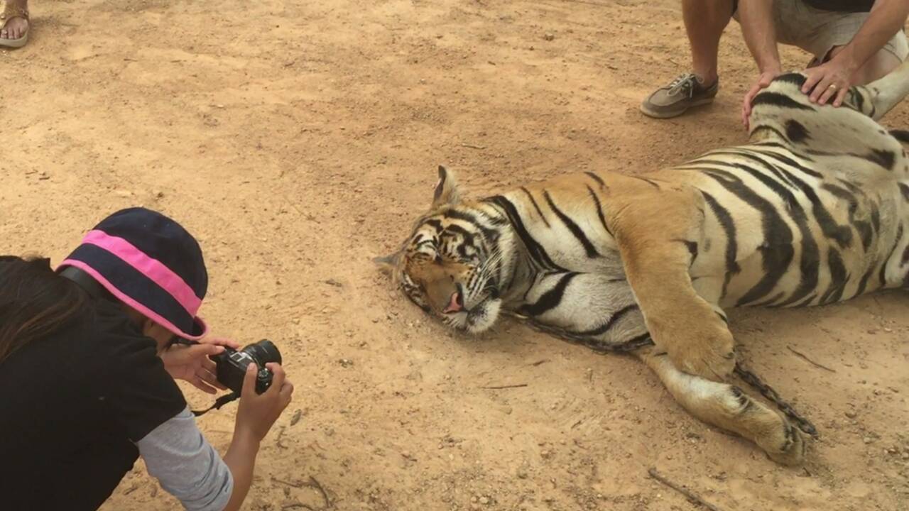 VIDÉO :  En Thaïlande, un «temple des tigres» controversé