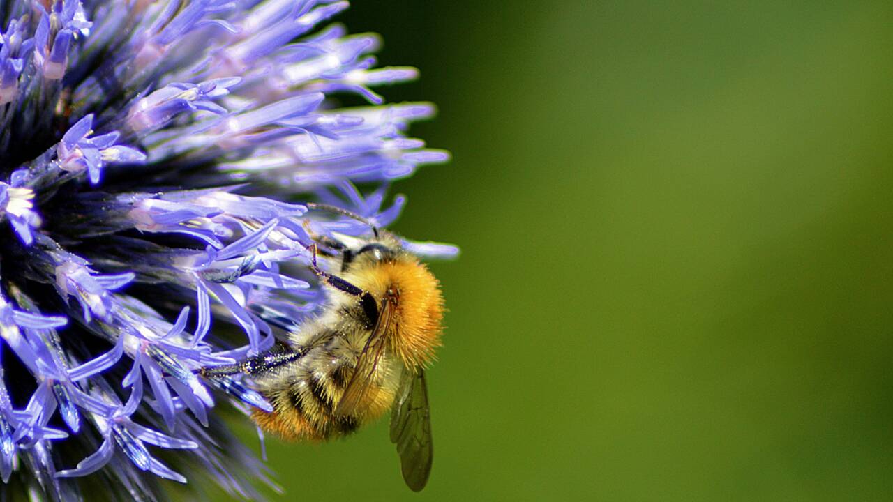 Testez vos connaissances sur les abeilles