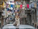Istanbul : les chats comme des pachas !