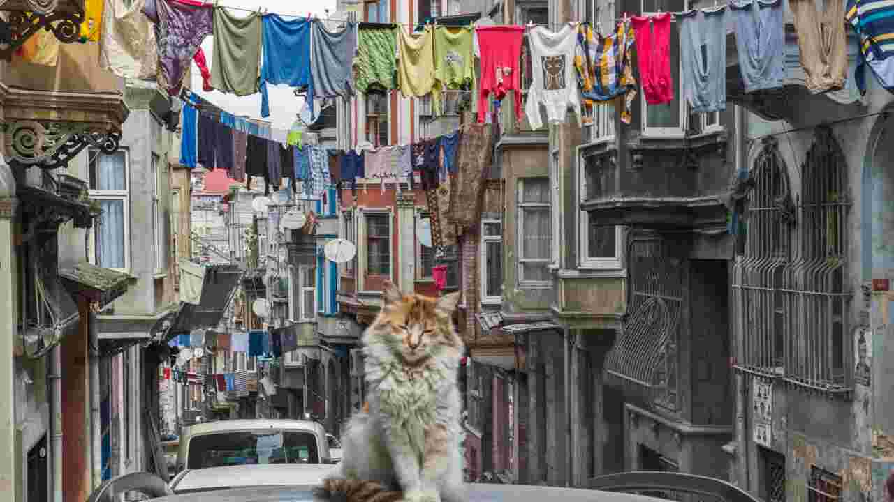 Istanbul Les Chats Comme Des Pachas Geo Fr