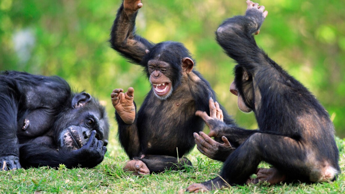 Chez Les Chimpanzés Lapéro Cest Sacré Geofr