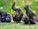 Chez les chimpanzés, l'apéro, c'est sacré