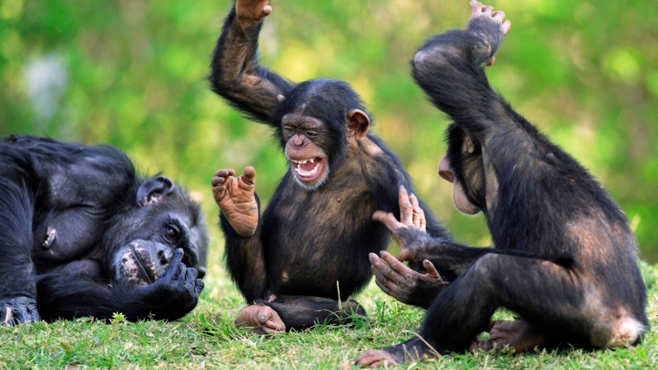 Chez les chimpanzés, l'apéro, c'est sacré