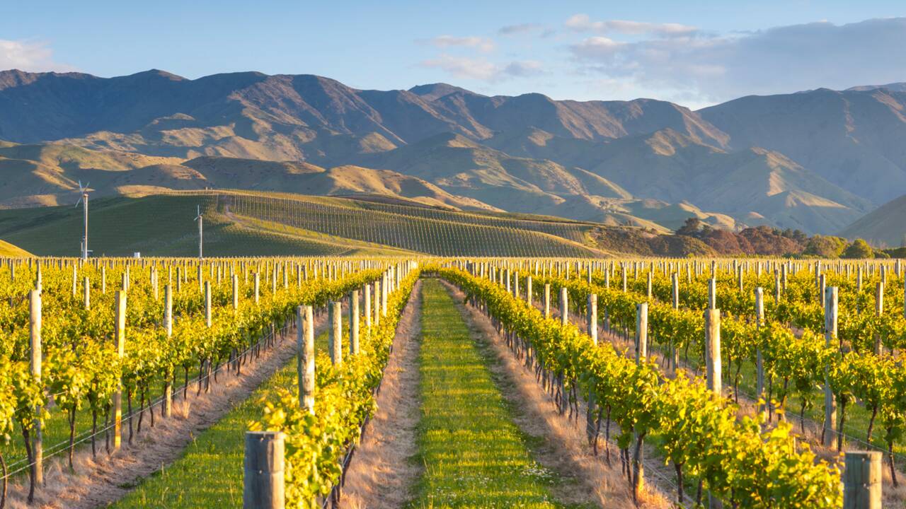 Nouvelle-Zélande : que vaut son vin ?