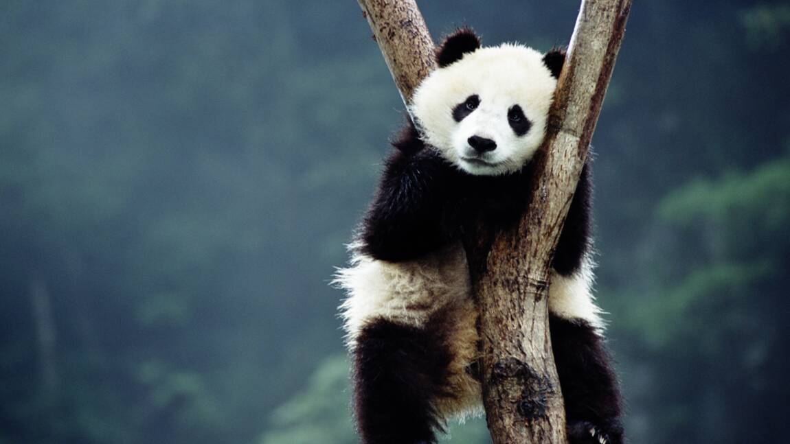 Quiz nature : Testez vos connaissances sur les pandas