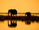 L’Afrique, cimetière des éléphants ?