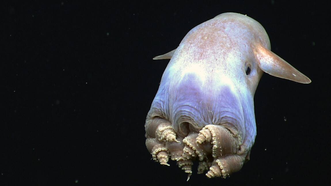 Ces mystérieuses créatures qui peuplent les profondeurs des océans