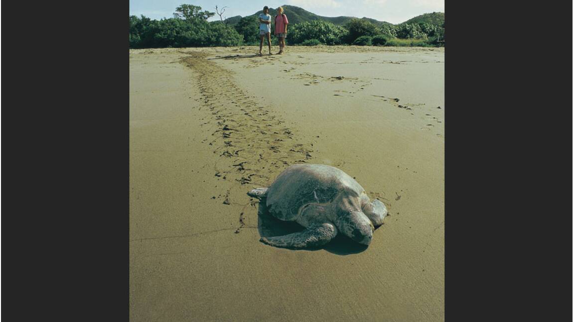 Sauver les tortues de mer au Costa Rica