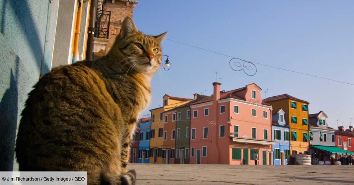 Venise A La Recherche Du Chat Perdu Geo Fr