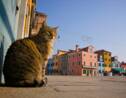 Venise : à la recherche du chat perdu