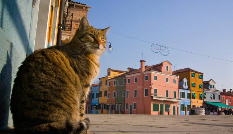 Venise A La Recherche Du Chat Perdu Geo Fr