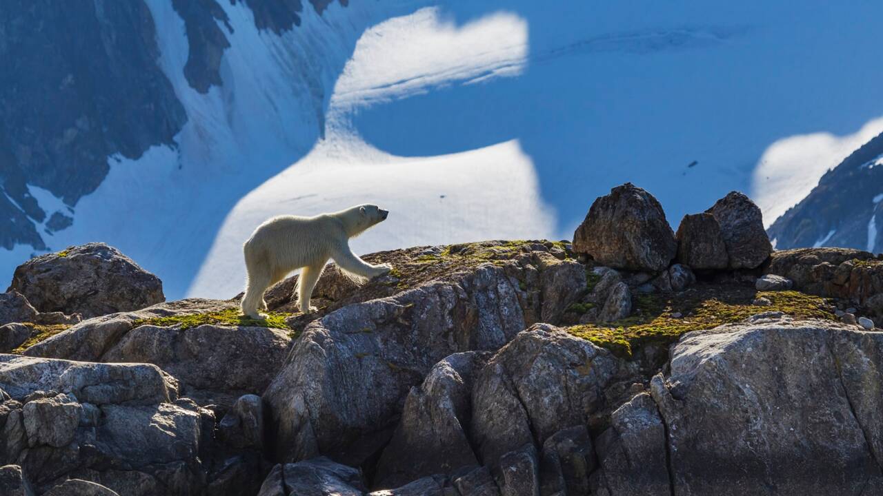 Cours de défense contre les ours polaires dans l'université la plus septentrionale du monde