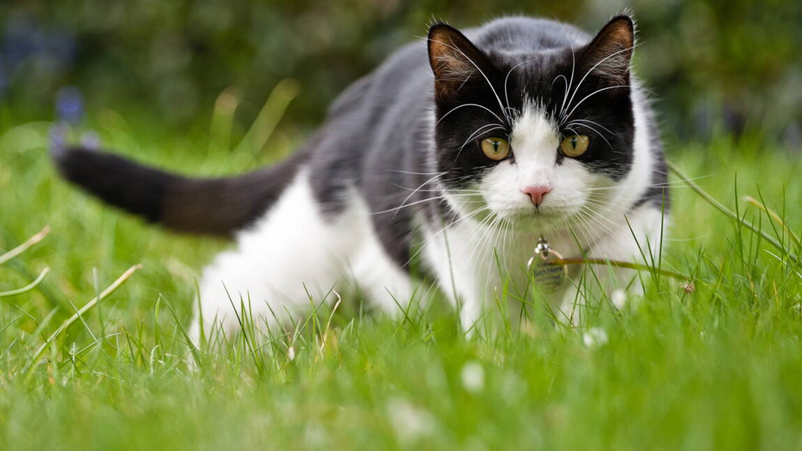 Chat Quand Minou Devient Un Tueur En Serie Geo Fr Chat Quand Minou Devient Un Tueur En Serie Geo Fr