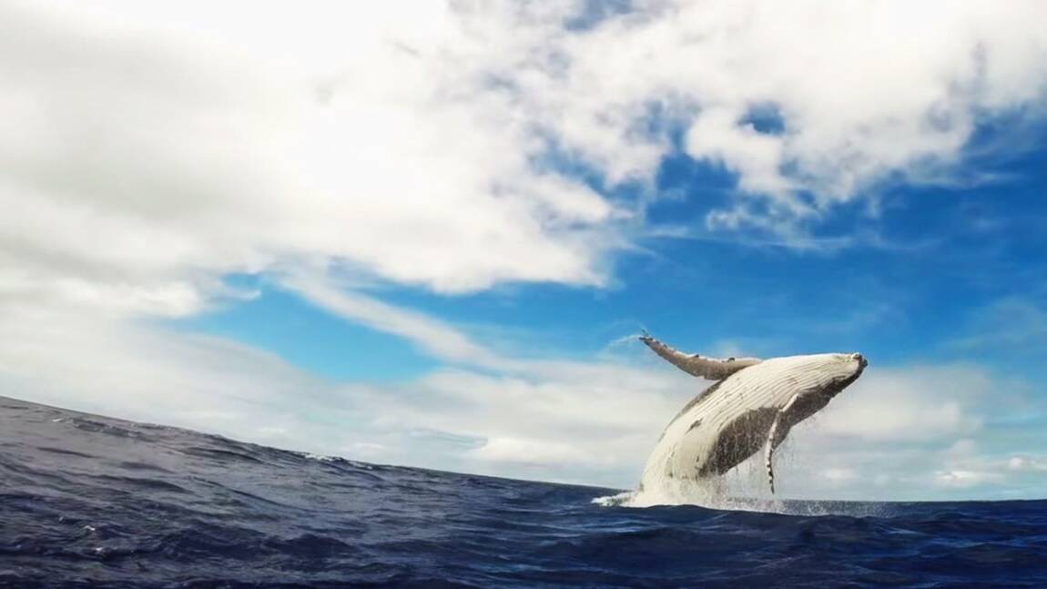 VIDÉO : Images exceptionnelles du saut d'un baleineau