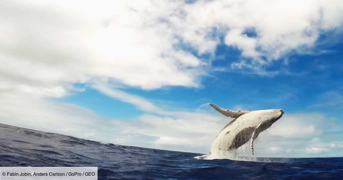 Video Images Exceptionnelles Du Saut D Un Baleineau Geo Fr