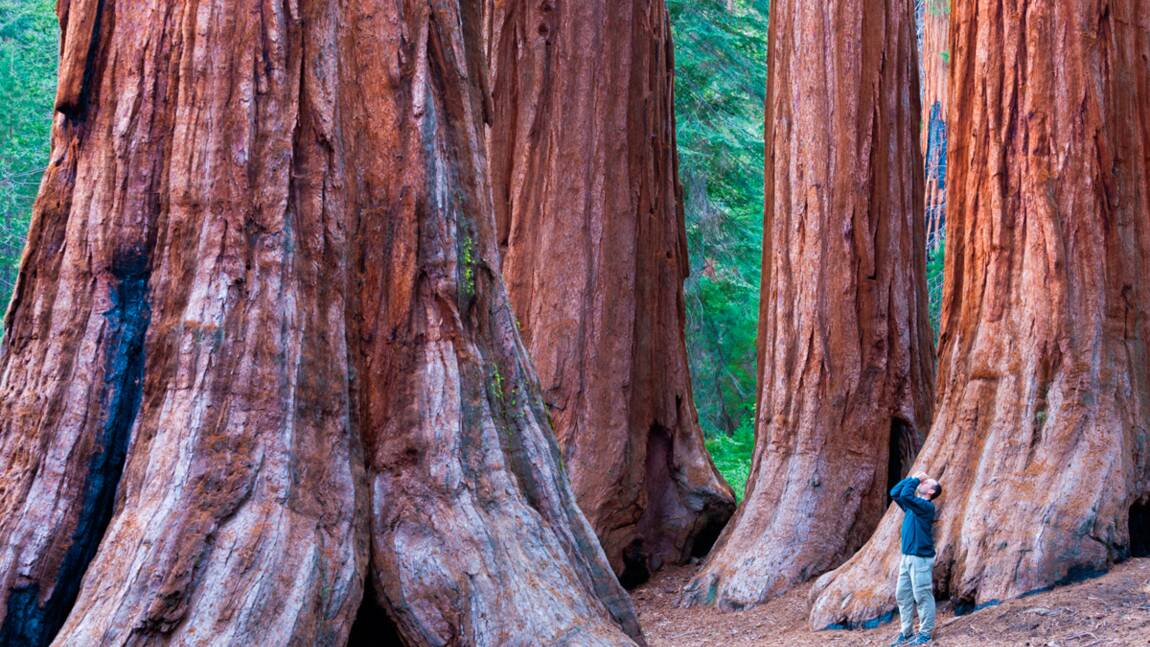 Californie : Le déclin des séquoias géants