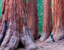 Californie : Le déclin des séquoias géants