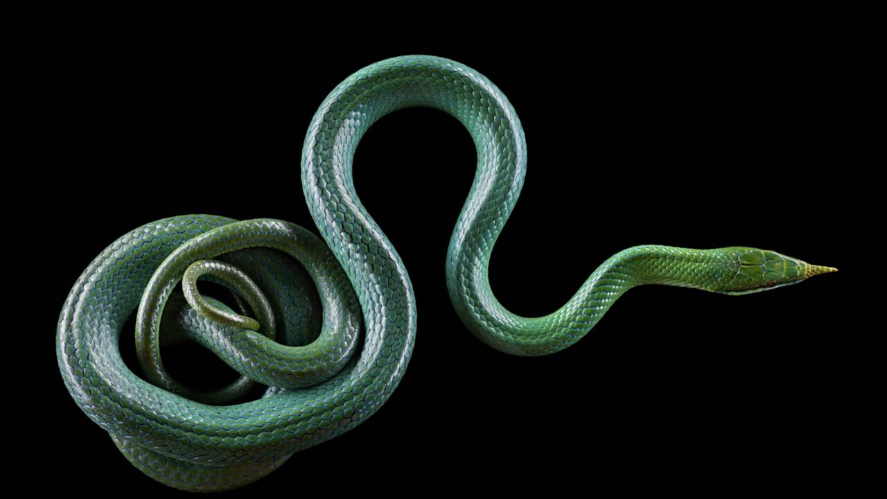 Que savez-vous sur les serpents ?