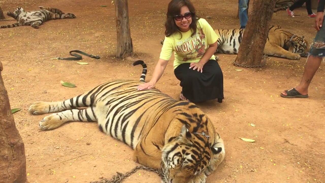 Thaïlande : Le controversé "temple des tigres" bientôt fermé ?
