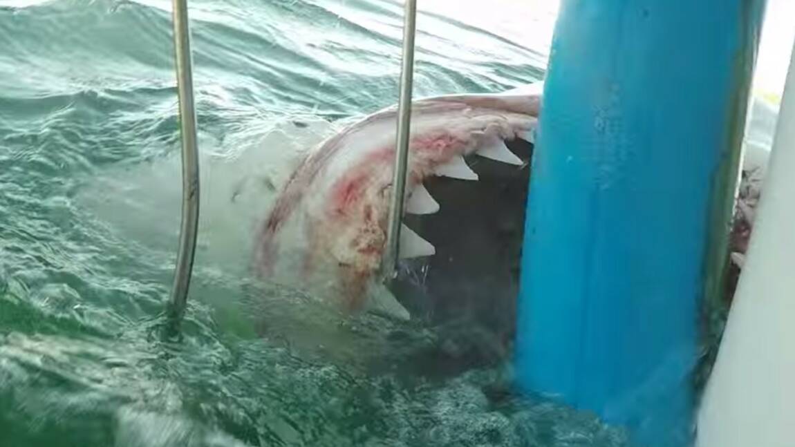 Grand requin blanc : la grosse frayeur d’une plongeuse en cage