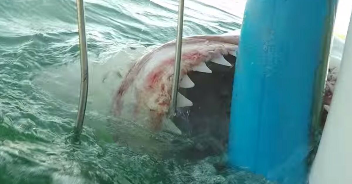 Comment Mettre Un Requin En Bière Grand requin blanc : la grosse frayeur d’une plongeuse en cage - Geo.fr