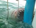 Grand requin blanc : la grosse frayeur d’une plongeuse en cage