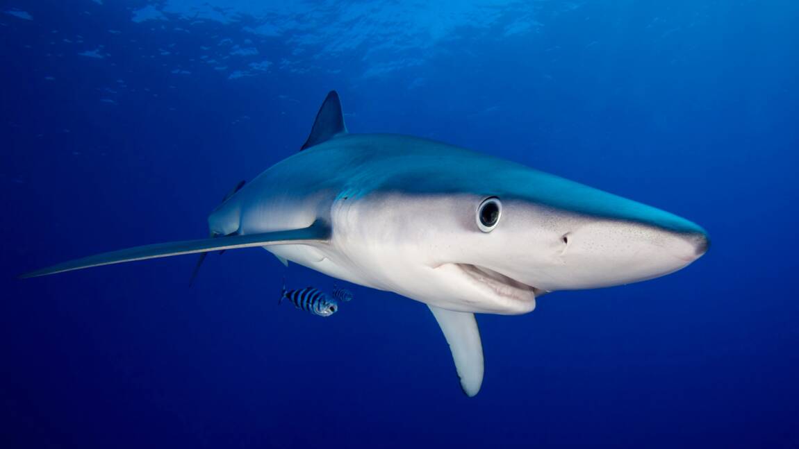 Que savez-vous sur les requins ?