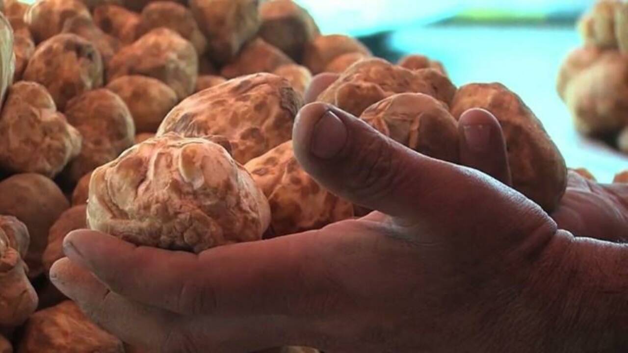VIDÉO - A Koweït, l'incroyable succès du marché aux truffes