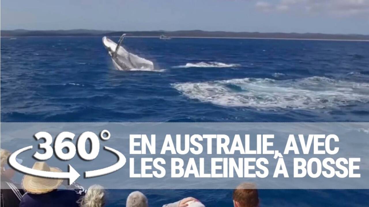 VIDÉO 360° - À la rencontre des baleines à bosse