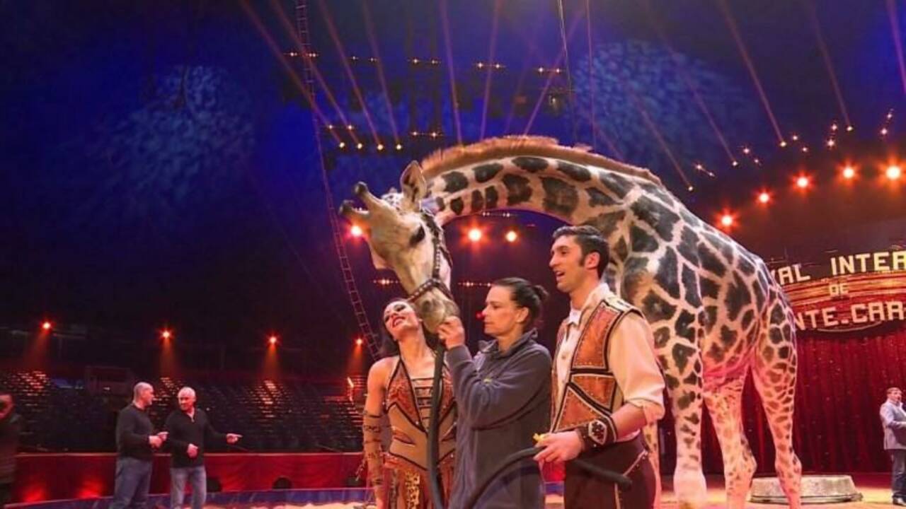 A Monaco, les animaux rois du cirque malgré les polémiques
