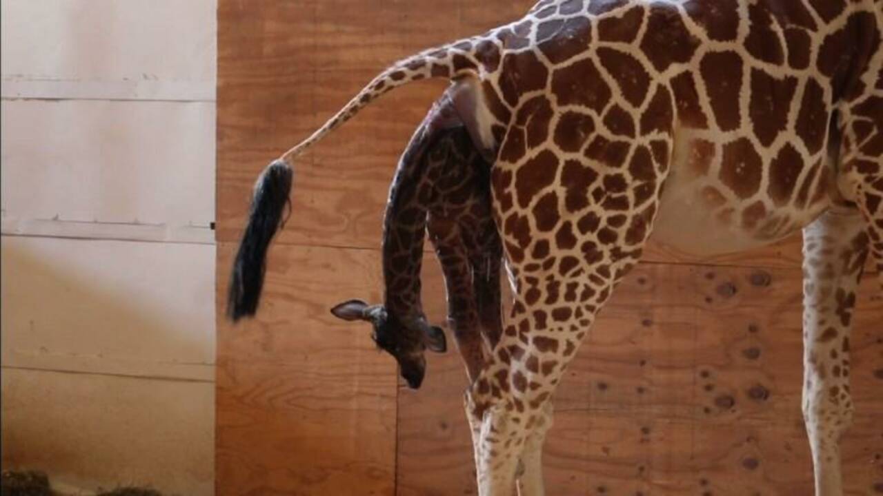 A New York, une girafe accouche en direct