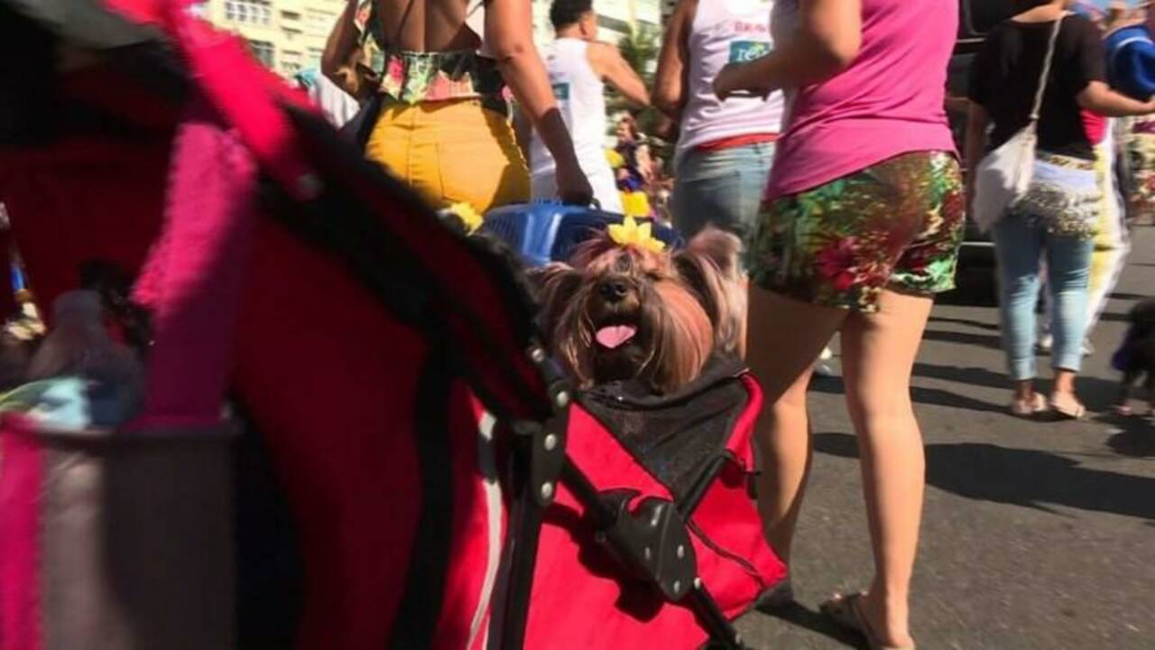 A Rio, les chiens aussi ont leur carnaval!