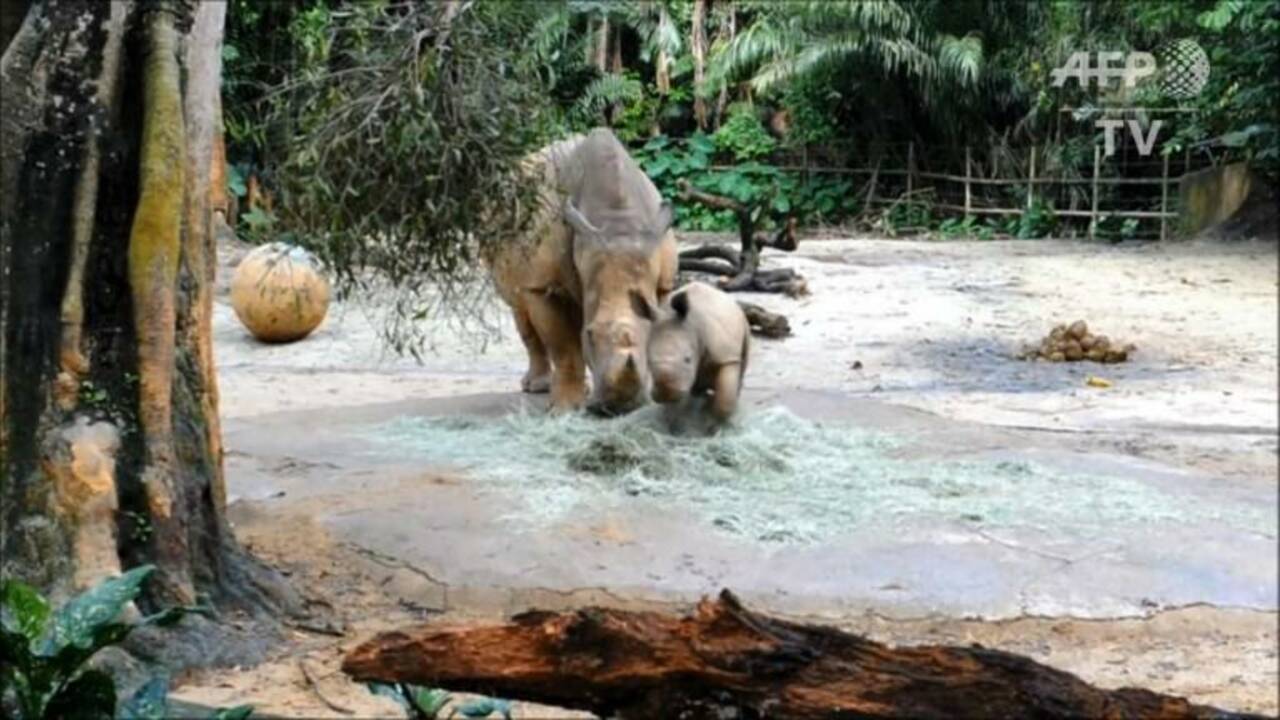 A Singapour, première sortie en public pour un bébé rhinocéros